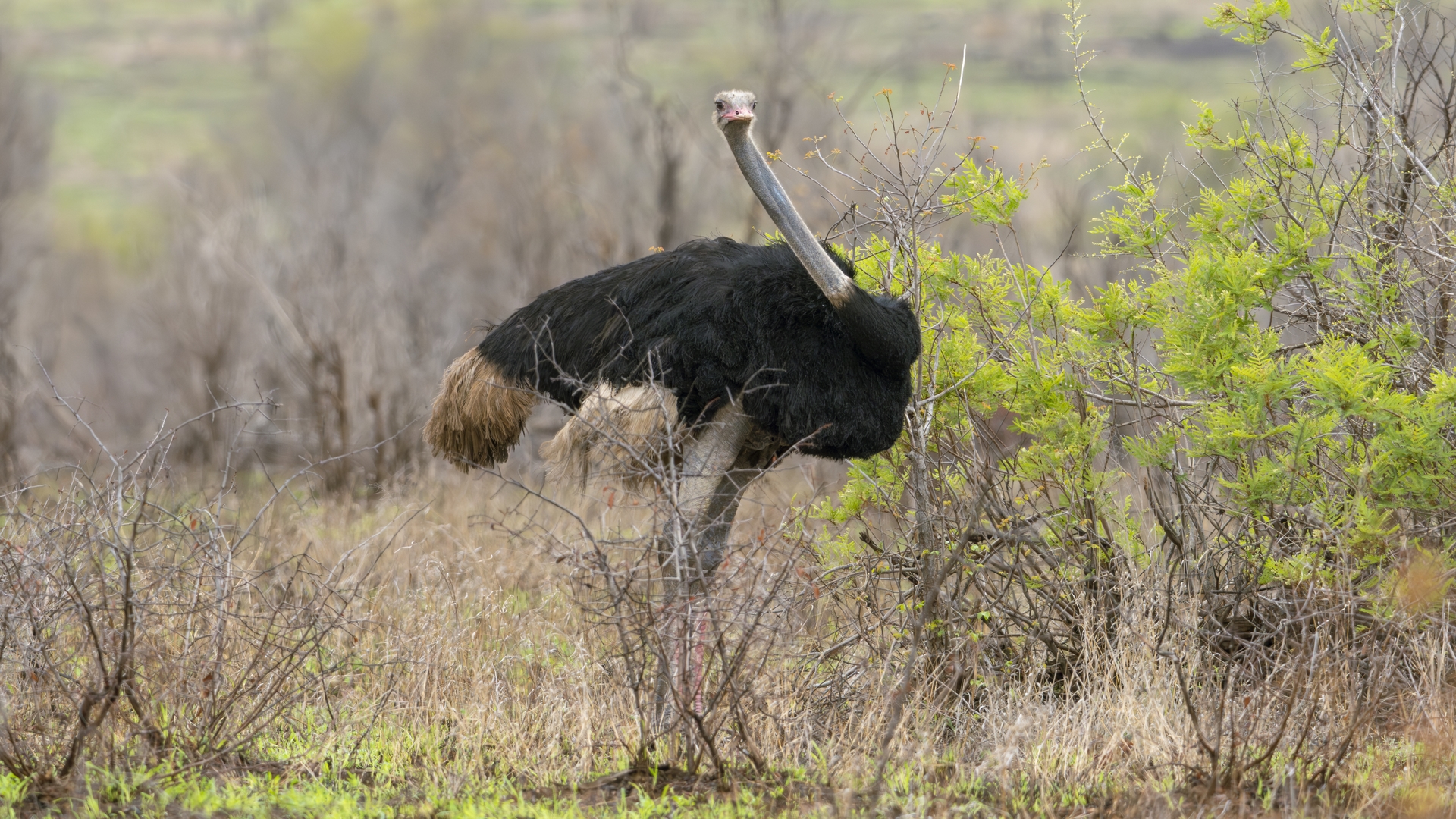 Kruger25 2025 11 03 11 53 24 ILCE 1M2 273